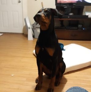 Meet your Posher, Clara